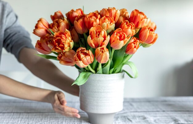 Buquê de tulipas laranja em mãos femininas no interior da sala fechada