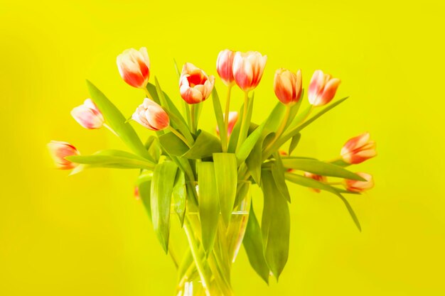 Buquê de tulipas no fundo verde Decoração floral de férias