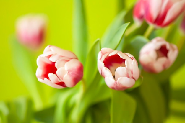 Buquê de tulipas no fundo verde Decoração floral de férias