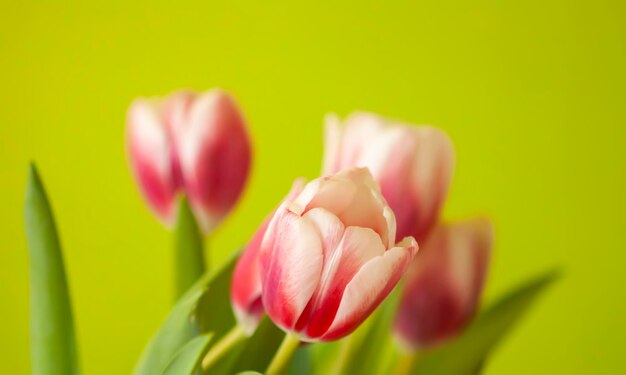 Buquê de tulipas no fundo verde Decoração floral de férias