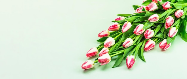 Buquê de tulipas rosa frescas em fundo verde conceito festivo para o dia das mães ou dia dos namorados cartão de felicitações de Páscoa lugar plano para formato de banner de texto