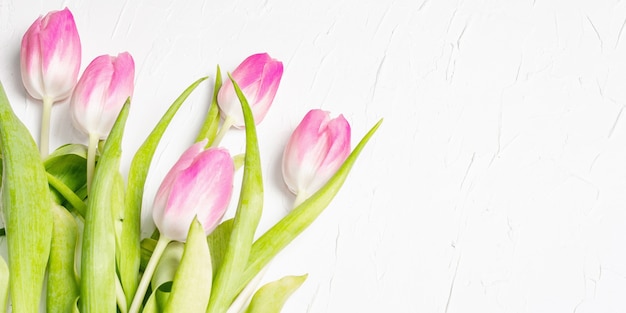 Buquê de tulipas rosa suaves em fundo de gesso branco