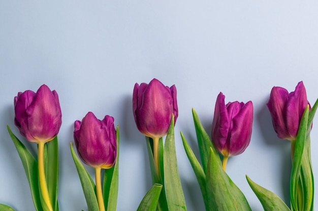 Foto buquê de tulipas roxas frescas beatuiful