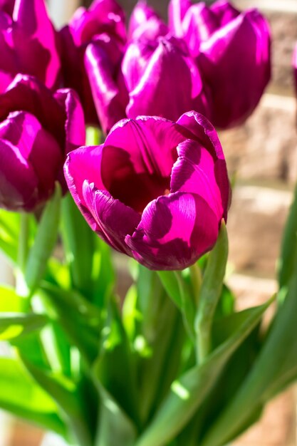 Buquê de tulipas roxas pela janela Buquê de primavera