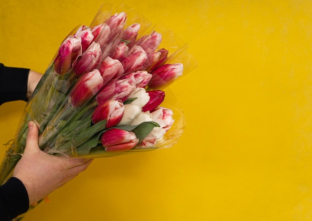 Buquê de tulipas vermelhas à disposição em um fundo amarelo