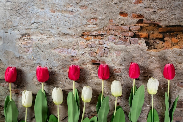 Buquê de tulipas vermelhas e brancas sobre o fundo da parede Banner de vista superior