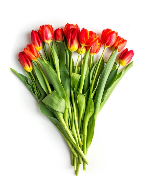 Buquê de tulipas vermelhas isoladas no fundo branco