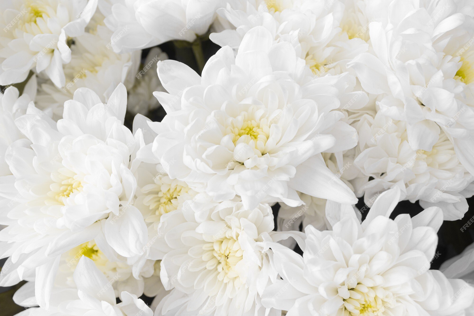 Buquê de vista superior de flores de crisântemo branco. vista do close-up  de crisântemos florescendo. fundo floral. ramo de flores com pétalas  brancas. natureza, conceito de jardinagem | Foto Premium