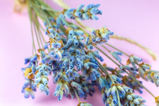 Buquê decorativo de lavanda seca em fundo rosa. Fechar-se.