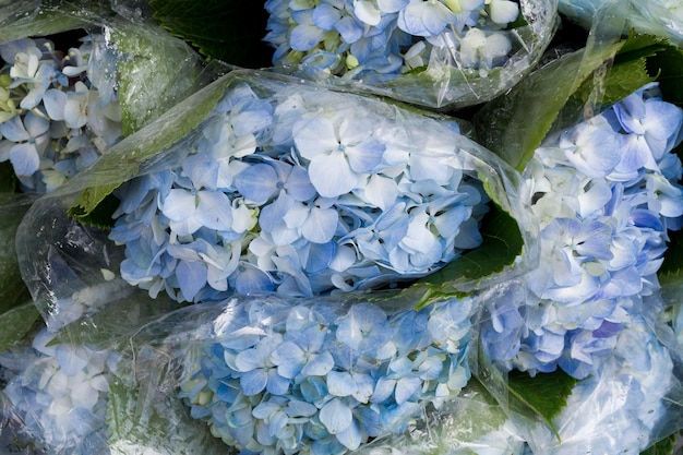 Buquês de flores de hortênsia no mercado fechado