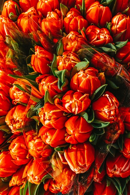 Buquês de tulipas laranja frescas, closeup