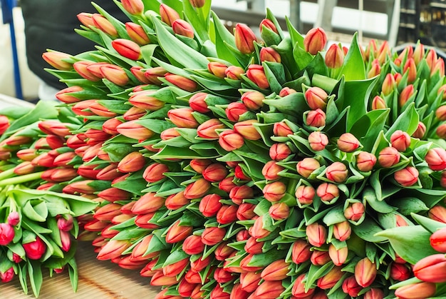 Buquês de tulipas recém-cortadas à venda estão no balcão da fazenda de flores antes