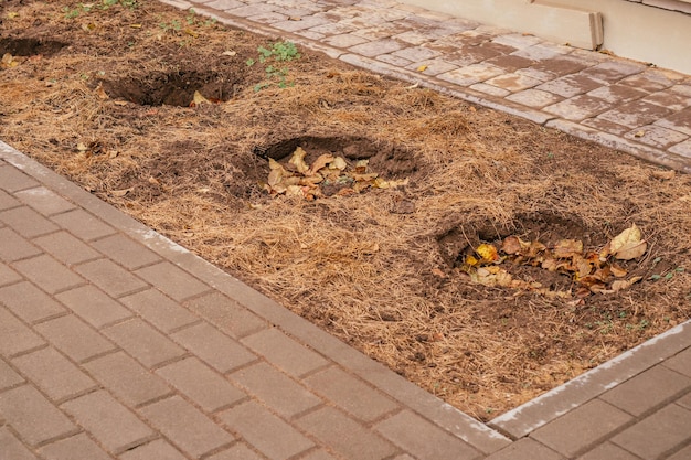 Buracos no chão na cama com cobertura de grama cortada e folhas preparadas para plantar horta Canteiro de jardim cercado por caminhos de concreto
