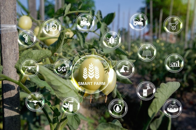 Foto burbujas transparentes con fondo de tomate verde el concepto de la agricultura y las plantaciones con sm