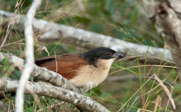 Burchells Coucal sitzt auf einem Ast eines Baumes