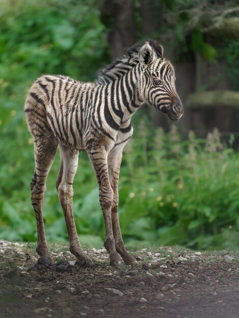 Burchells Zebra