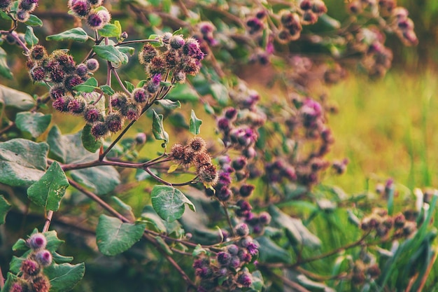 las burdock crecen en el jardín enfoque selectivo