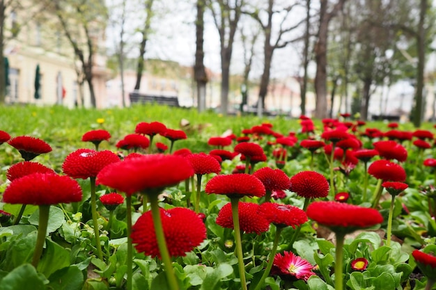 Burgund Frottee mehrjährige Gänseblümchen in einem Blumenbeetgarten kultivierte Hybridform Bellis perennis Rote Gänseblümchen Nahaufnahme im Garten Blumenbeet im Stadtpark Gemeinsame oder englische Gänseblümchenrasen Gänseblümchen