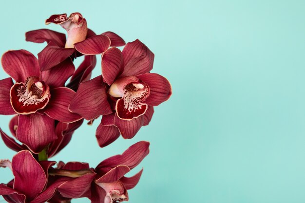 Burgunder Cymbidium Orchideen auf einem blassen Grün