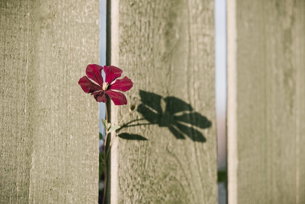 Burgunder Gartenblume und ihr Schatten auf einem Holzzaun an einem sonnigen Tag Schöner natürlicher Hintergrund