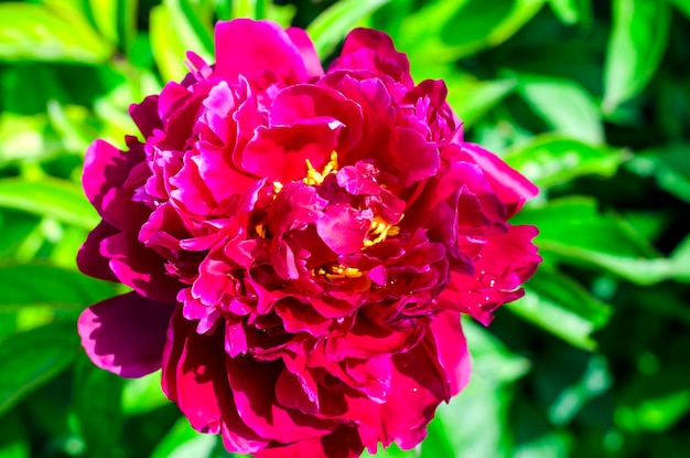 Burgunder Pfingstrosenblüte aus nächster Nähe