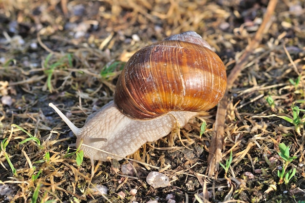 Burgunder Schnecke