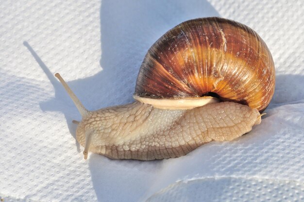 Burgunder Schnecke