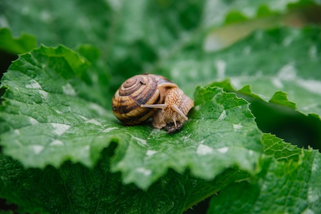 Burgunderschnecken Helix pomatia hautnah auf einem großen grünen Blatt Die essbare Schnecke Helix pomatia ist eine gemeinsame große europäische Landschnecke Schönheit liegt in der Natur