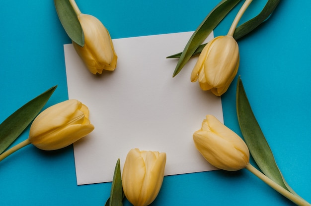 Burlarse de tulipanes amarillos en azul. Endecha plana. Primavera, concepto del día de la madre.