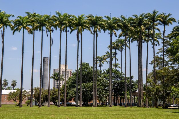 Burle Marx Park Parque da Cidade in Sao Jose dos Campos Brasilien Hohe und schöne Palmen