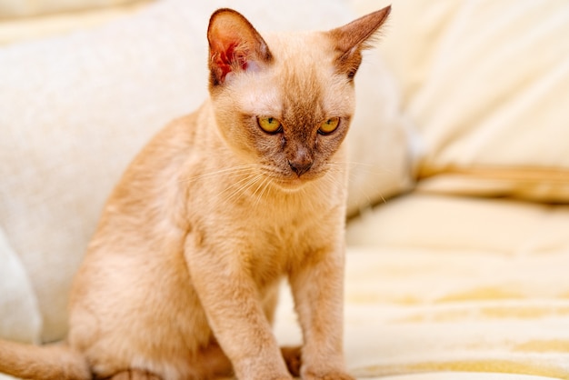 Burmese Cat Kitty Color Chocolate, ist eine Hauskatzenrasse mit Ursprung in Thailand, von der angenommen wird, dass sie ihre Wurzeln in der Nähe des heutigen Thai-Burma hat.