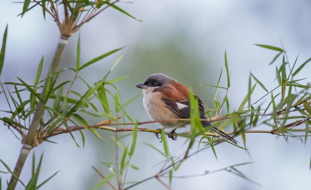 Burmese Shrike auf Ast In der Morgenstimmung