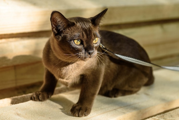 Burmesische Katze mit Leine, die auf Holzhalsband läuft, ist auf Holzplanken im Freien