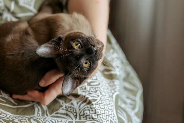 Burmesisches Kätzchen Neugierige lustig gefleckte Burmesische Katze, die in die Kamera schaut