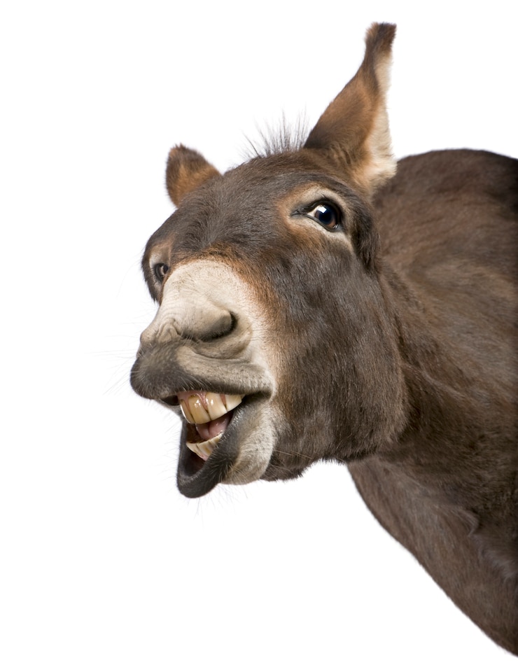 Foto burro (4 anos) em um branco isolado