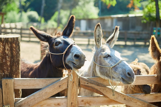 Burro amigável no paddock sendo social, fazenda de contato, Burro saindo da cerca do zoológico.