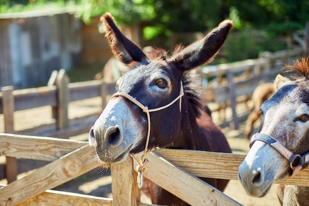 Burro amistoso en el paddock siendo social, granja de contacto, burro asomando la cara fuera de la cerca del zoológico de mascotas.