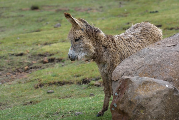 Burro bebê nas terras altas do Lesoto