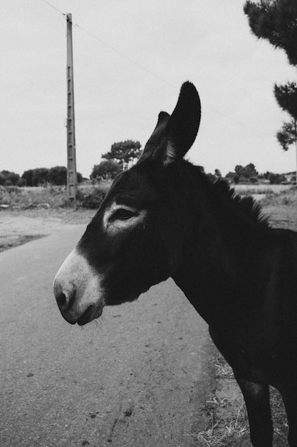 Burro en blanco y negro