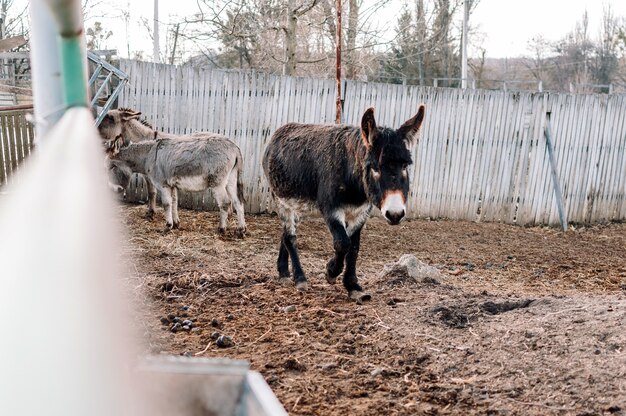 Burro blanco oscuro joven camina sobre el territorio cerrado de la granja. El animal está en el rancho familiar. Domesticación de un mamífero salvaje.