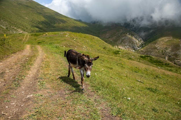 Un burro caminando en las montañas.