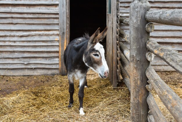 Burro caminha e come em uma fazenda