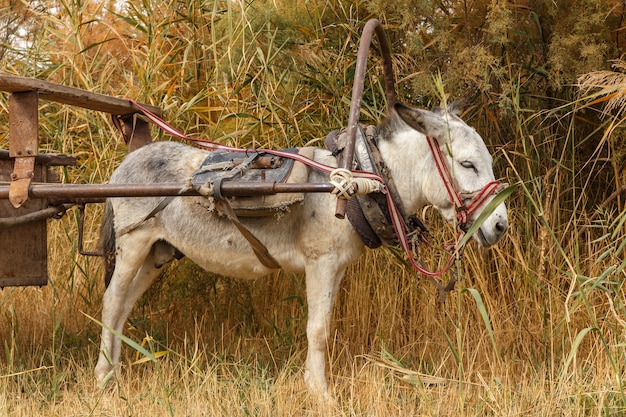 Burro con un carro en el campo burro