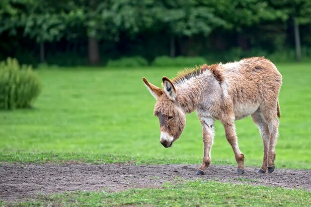 Un burro en un claro