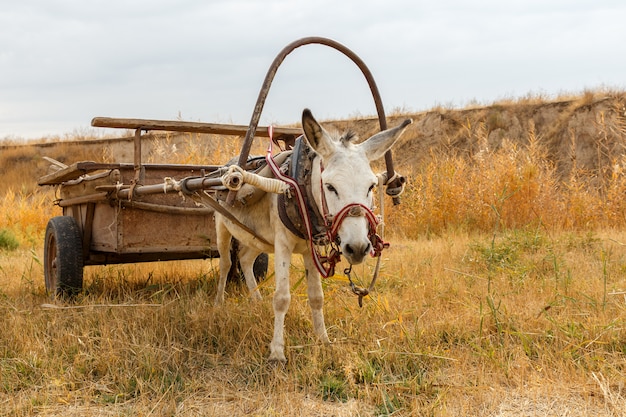 Burro com um carrinho no campo, burro no prado do rio