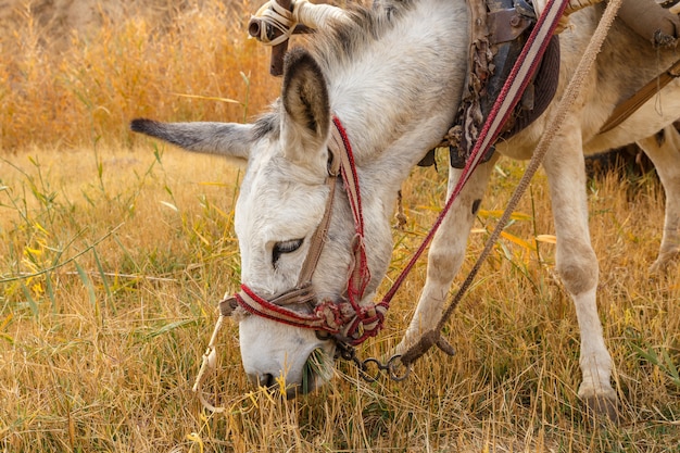 Burro comiendo hierba en el pasto