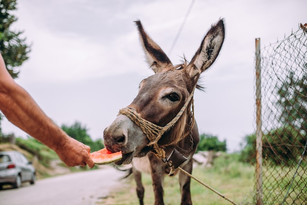 Burro comiendo sandía.