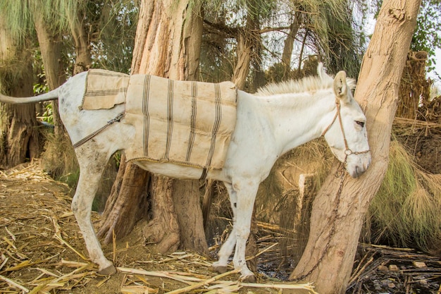 Burro em uma aldeia tradicional egípcia perto do Cairo, Egito