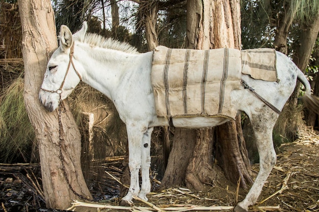 Burro em uma aldeia tradicional egípcia perto do Cairo, Egito