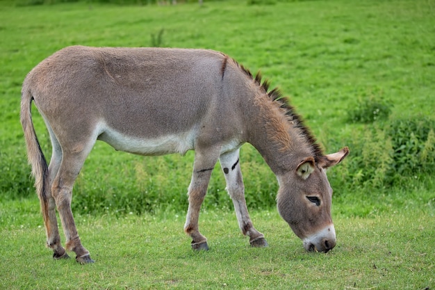 Burro em uma clareira